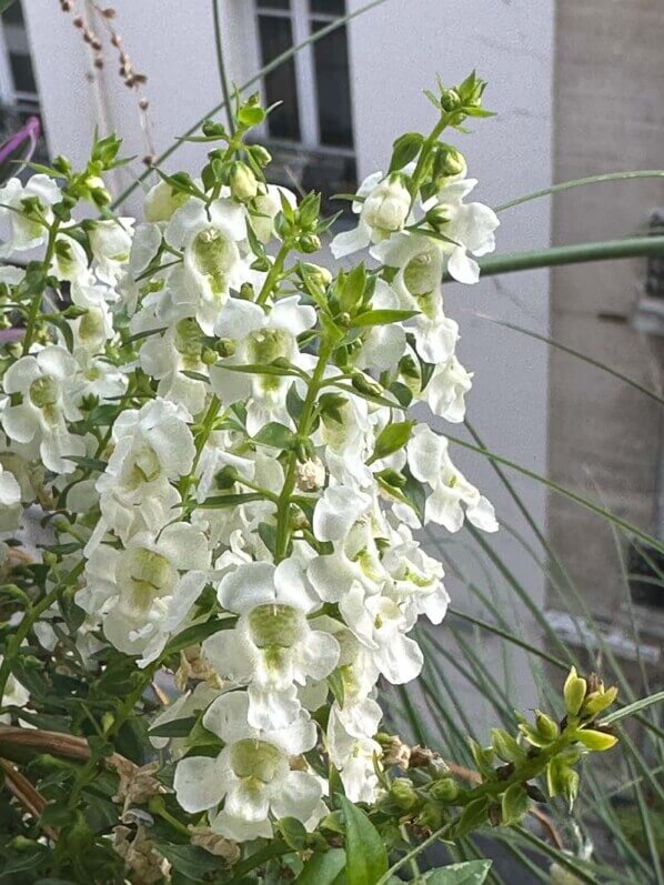 Potée d'Angelonia en été sur mon balcon, Paris 19e (75)