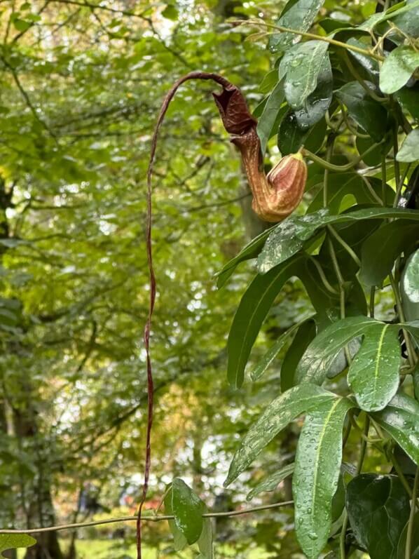 Aristolochia trilobata, Fête des plantes automne, Domaine de Saint-Jean de Beauregard, Saint-Jean de Beauregard (91)