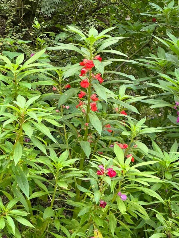 Lire la suite à propos de l’article Joli massif de balsamines sur la place Sarah Monod (Paris 12e)