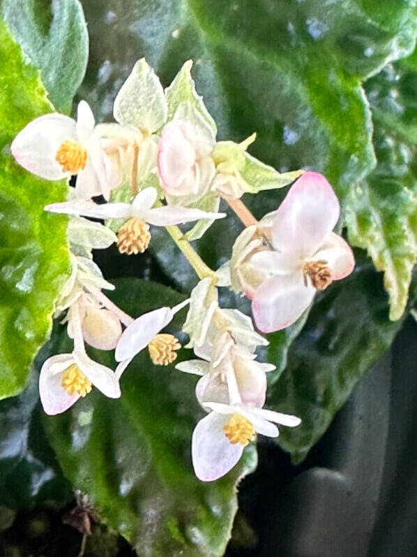 Begonia dracopelta, Bégoniacées, plante d'intérieur, terrarium, Paris 19e (75)