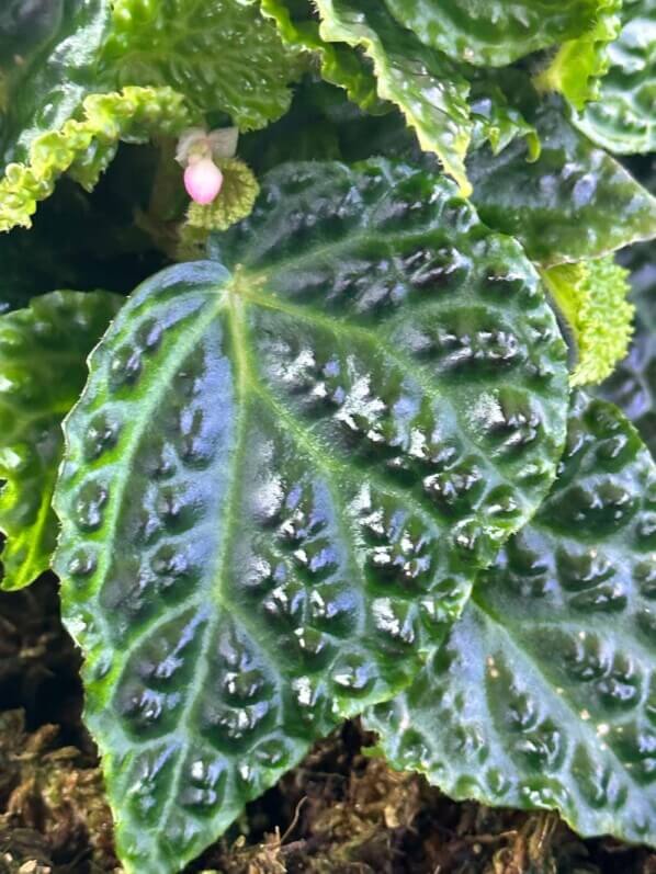 Begonia dracopelta, Bégoniacées, plante d'intérieur, terrarium, Paris 19e (75)