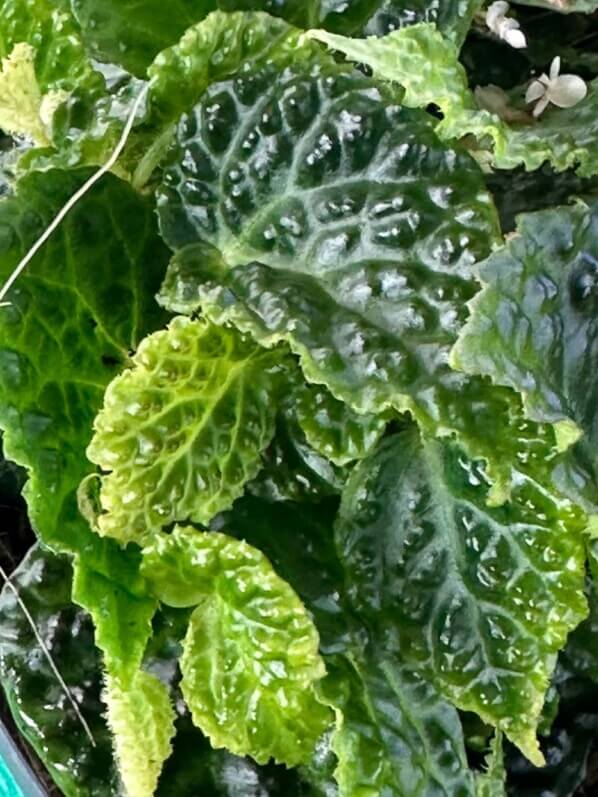 Begonia dracopelta, Bégoniacées, plante d'intérieur, terrarium, Paris 19e (75)