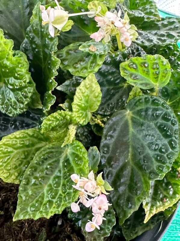 Begonia dracopelta, Bégoniacées, plante d'intérieur, terrarium, Paris 19e (75)