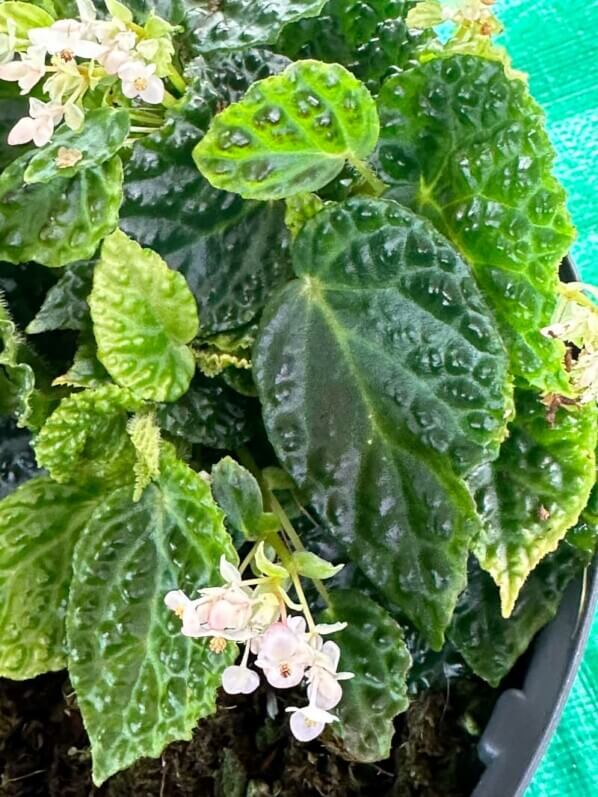 Lire la suite à propos de l’article Culture réussie du Begonia dracopelta en terrarium