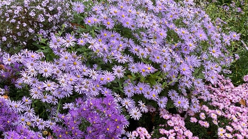 Collection d'asters, Domaine de Chaumont-sur-Loire, Chaumont-sur-Loire (41)