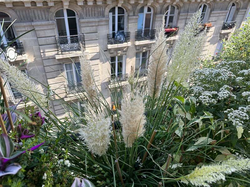 Lire la suite à propos de l’article Toujours plus d’épis sur mon herbe de la Pampa miniature (Cortaderia selloana ‘Tiny Pampa’)