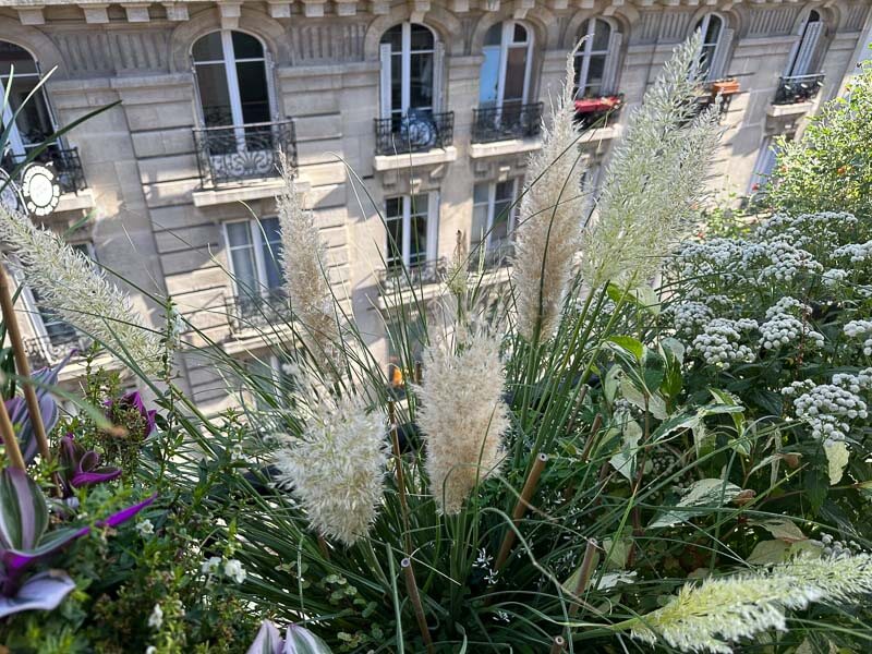 Cortaderia selloana ‘Tiny Pampa’ en automne sur mon balcon, Paris 19e (75)