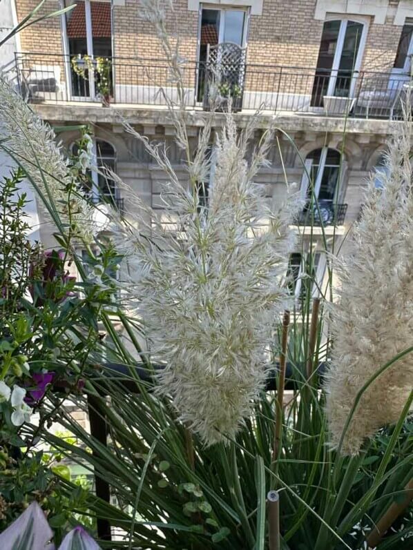 Cortaderia selloana ‘Tiny Pampa’ en automne sur mon balcon, Paris 19e (75)