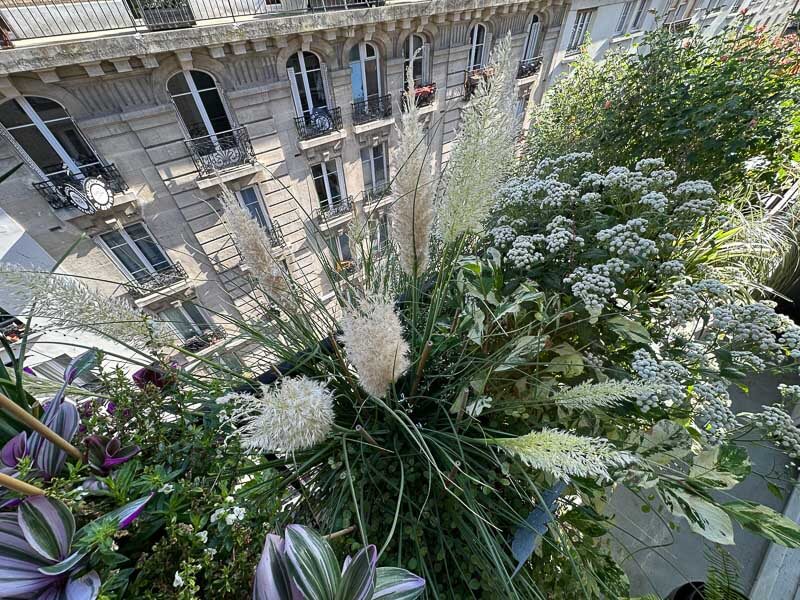 Cortaderia selloana ‘Tiny Pampa’ en automne sur mon balcon, Paris 19e (75)