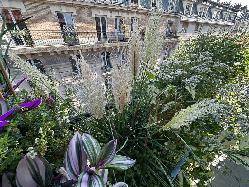 Cortaderia selloana ‘Tiny Pampa’ en automne sur mon balcon, Paris 19e (75)