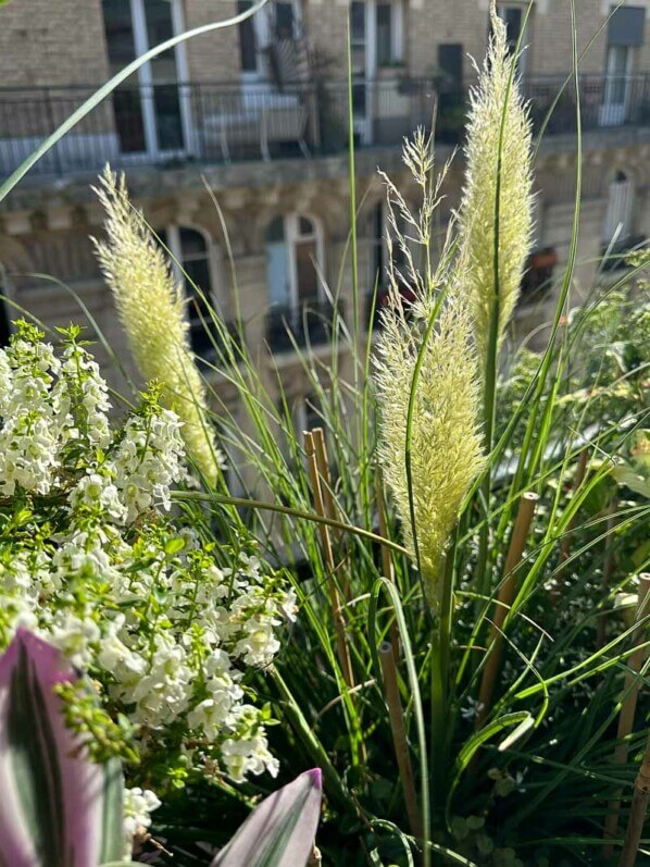 Cortaderia selloana ‘Tiny Pampa’ en été sur mon balcon, Paris 19e (75)