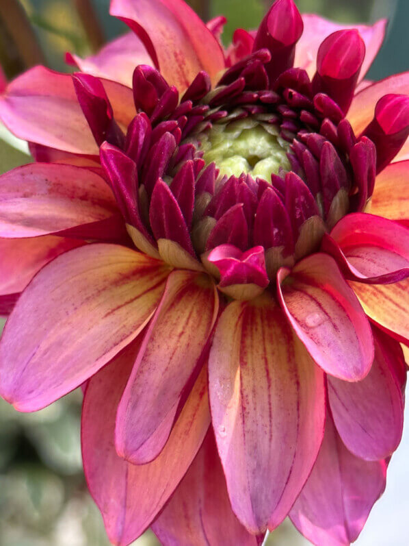 Baptême du dahlia Franklin, parc floral, Paris 12e (75)