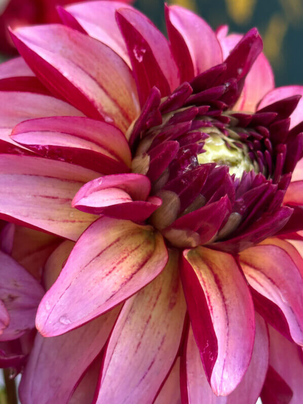 Baptême du dahlia Franklin, parc floral, Paris 12e (75)