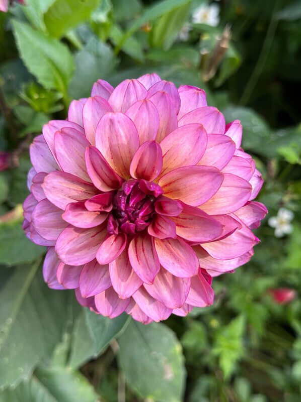 Lire la suite à propos de l’article Baptême du dahlia ‘Franklin’ dans le Parc floral de Paris le 15 septembre 2023