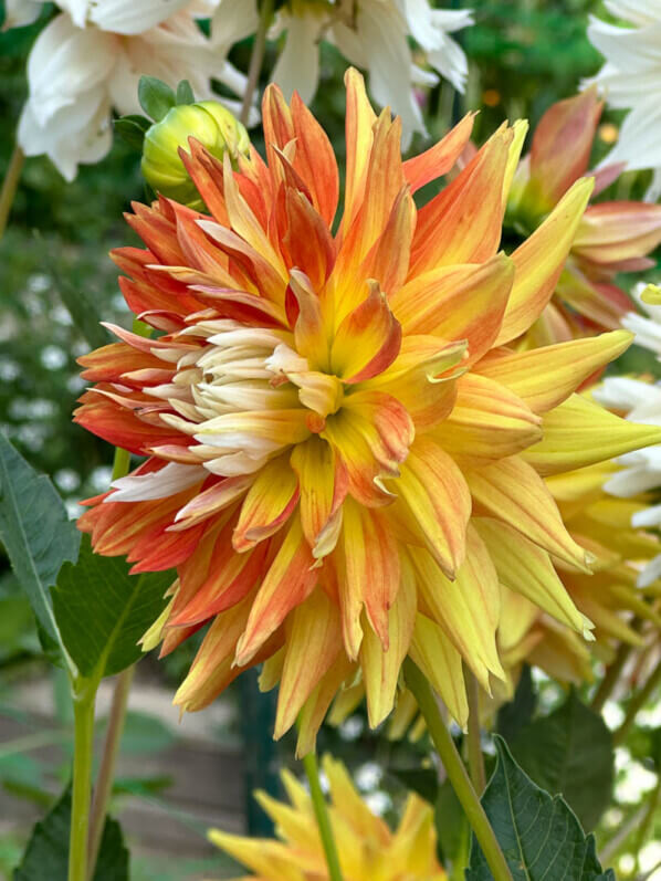 Dahlia 'Hellios' en fin d'été dans le parc floral, Paris 12e (75)