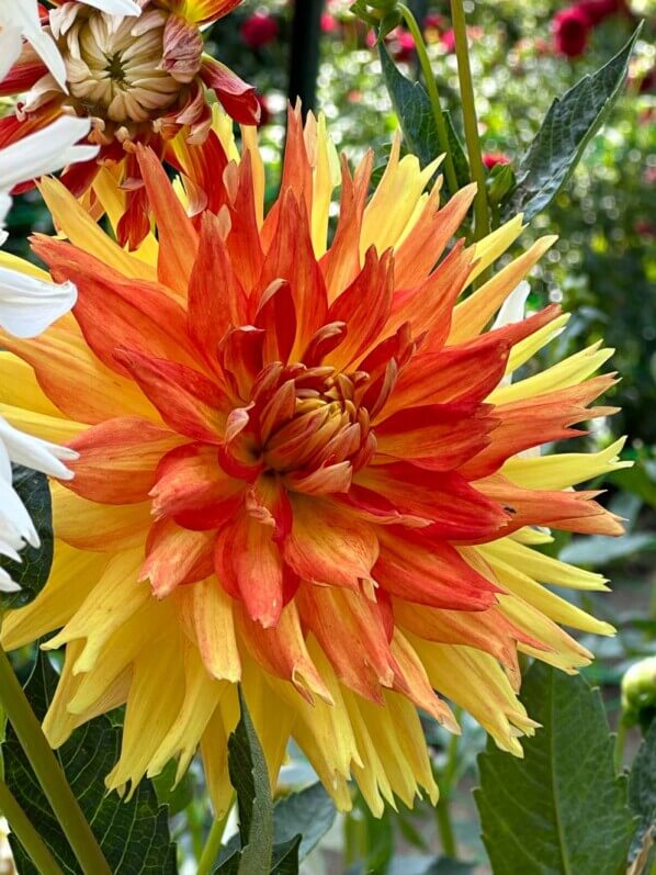 Lire la suite à propos de l’article Dahlia ‘Hellios’, 1er prix du Critérium du public du Concours international du dahlia 2023