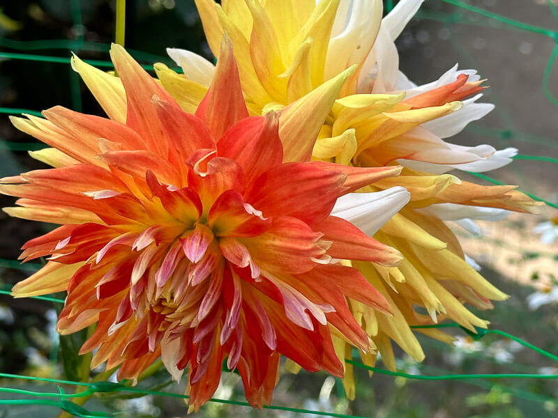 Dahlia 'Hellios' en fin d'été dans le parc floral, Paris 12e (75)