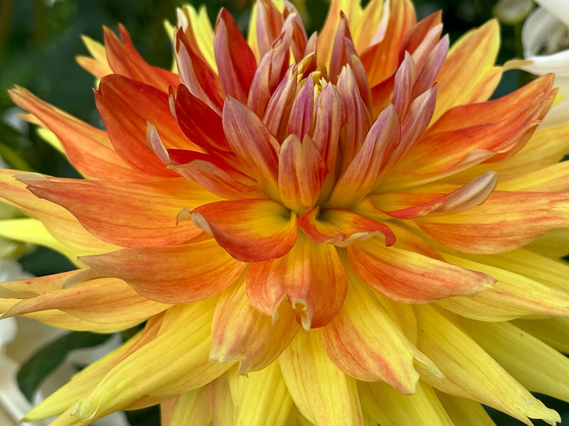 Dahlia 'Hellios' en fin d'été dans le parc floral, Paris 12e (75)