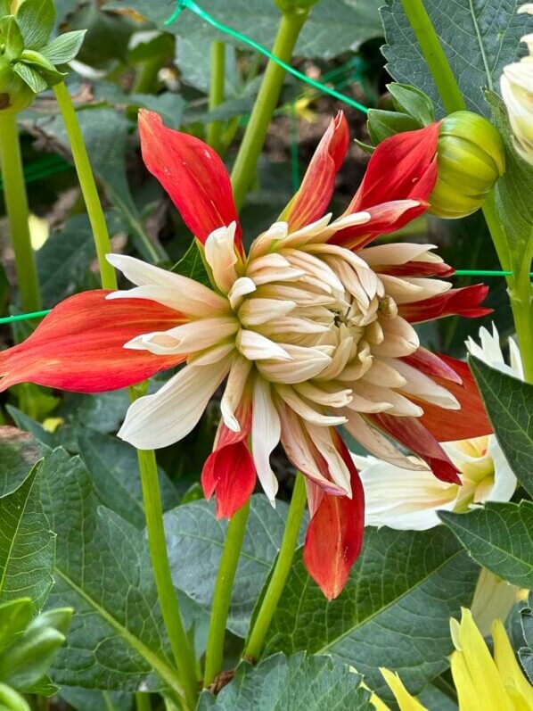 Dahlia 'Hellios' en fin d'été dans le parc floral, Paris 12e (75)