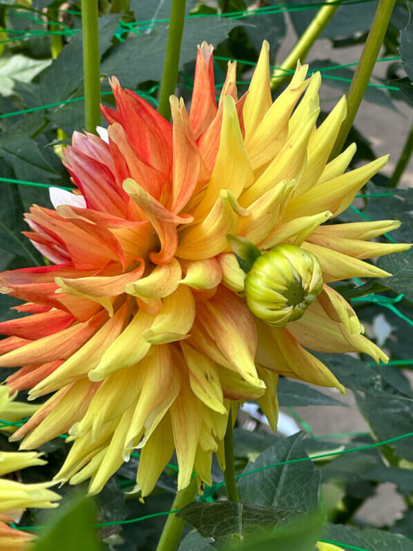 Dahlia 'Hellios' en fin d'été dans le parc floral, Paris 12e (75)