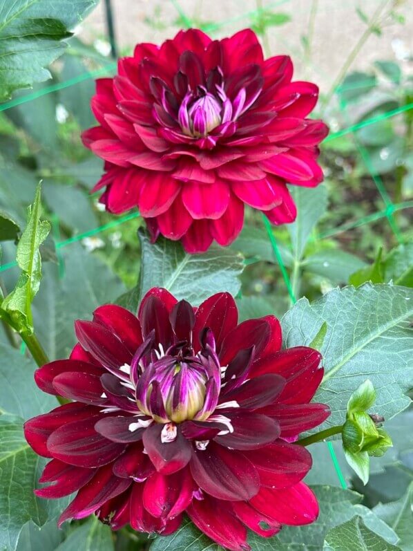 Dahlia 'King Arthur' en fin d'été dans le parc floral, Paris 12e (75)