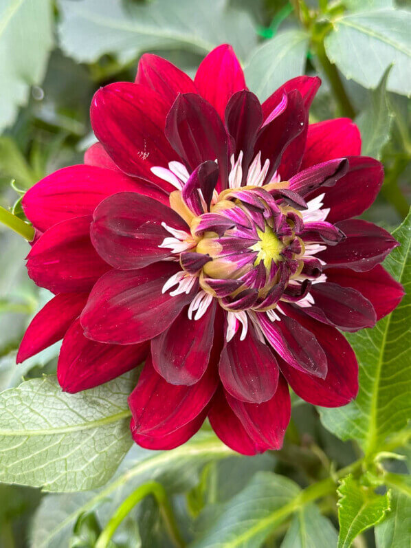 Dahlia 'King Arthur' en fin d'été dans le parc floral, Paris 12e (75)