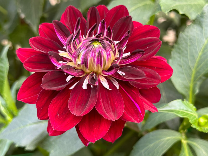 Dahlia 'King Arthur' en fin d'été dans le parc floral, Paris 12e (75)