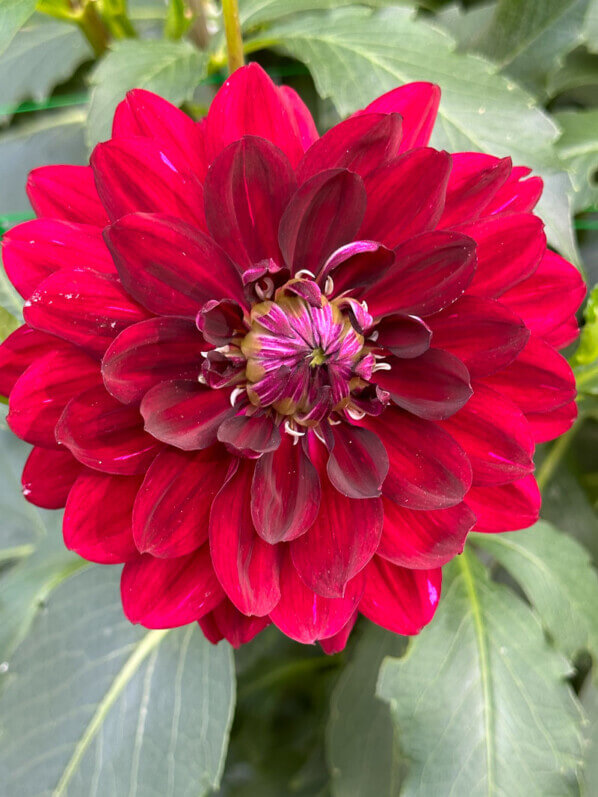 Dahlia 'King Arthur' en fin d'été dans le parc floral, Paris 12e (75)