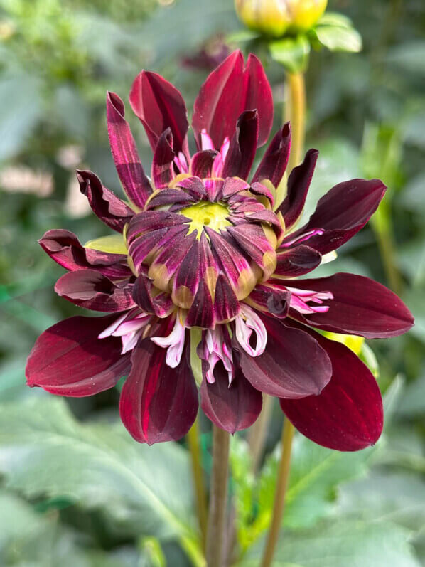 Dahlia 'King Arthur' en fin d'été dans le parc floral, Paris 12e (75)