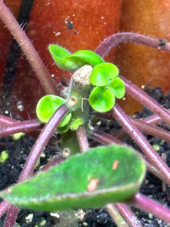 Deinostigma tamiana, Gesnériacées, terrarium, plante d'intérieur, Paris 19e (75)