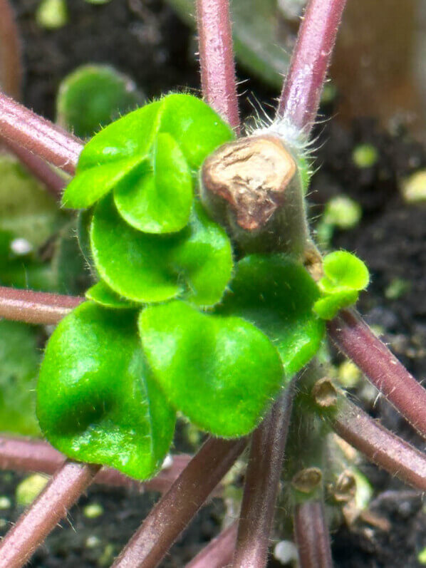 Deinostigma tamiana, Gesnériacées, terrarium, plante d'intérieur, Paris 19e (75)