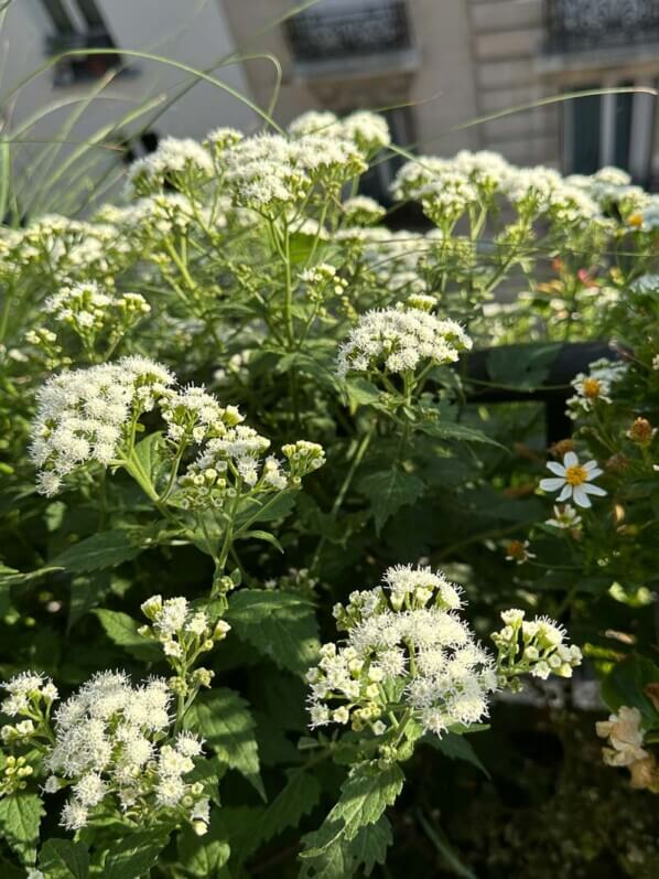 Eupatorium x rugosum 'Lucky Melody' en été sur mon balcon, Paris 19e (75)