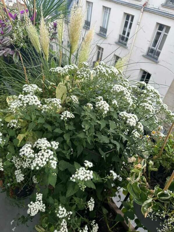 Eupatorium x rugosum 'Lucky Melody' en été sur mon balcon, Paris 19e (75)