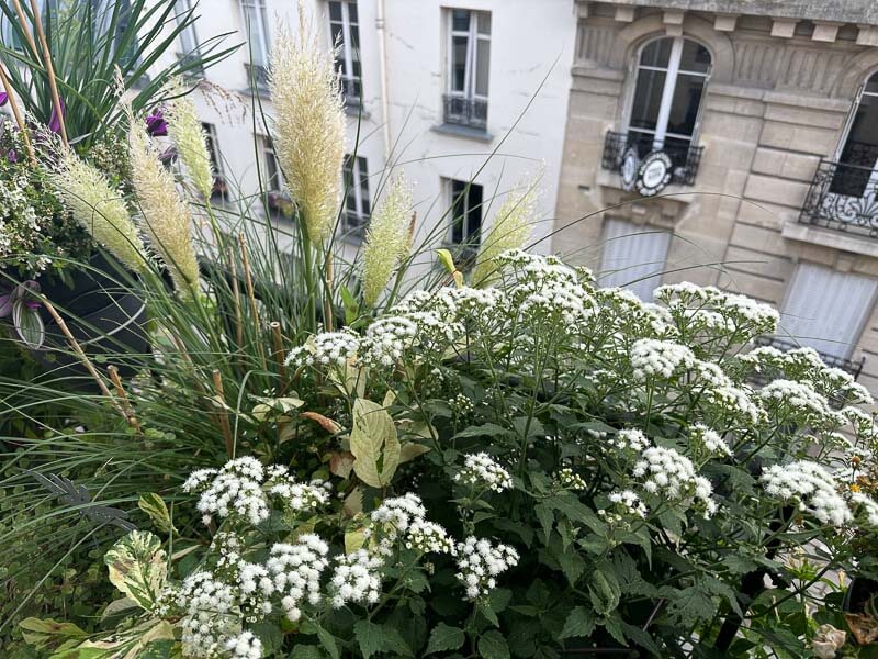 Eupatorium x rugosum 'Lucky Melody' en été sur mon balcon, Paris 19e (75)