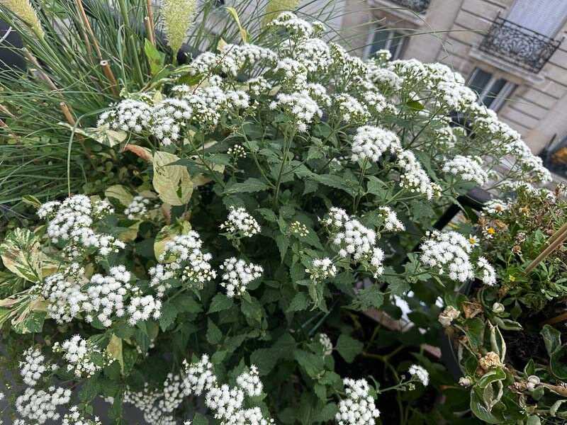 Eupatorium x rugosum 'Lucky Melody' en été sur mon balcon, Paris 19e (75)