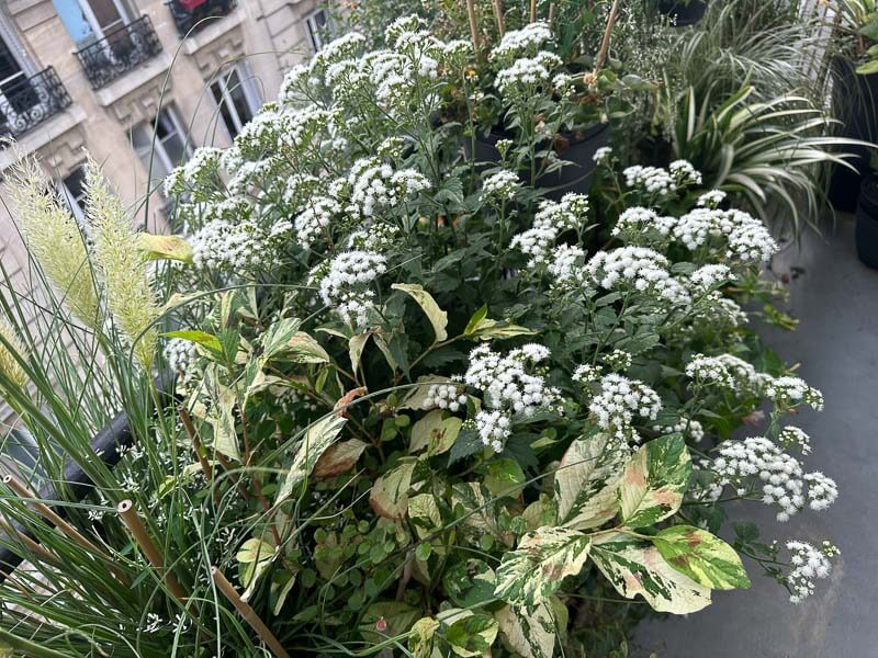 Eupatorium x rugosum 'Lucky Melody' en été sur mon balcon, Paris 19e (75)