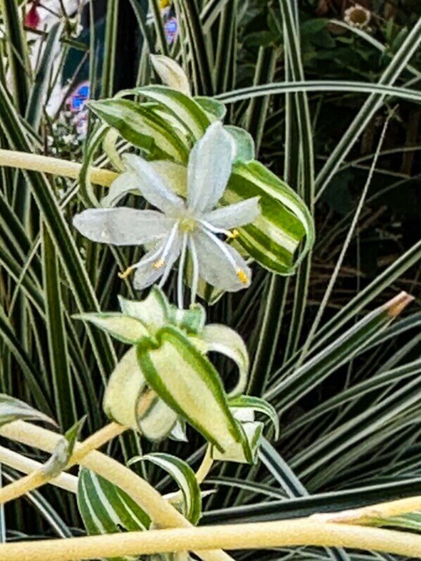 Chlorophytum comosum 'Bonnie' en été sur mon balcon, Paris 19e (75)