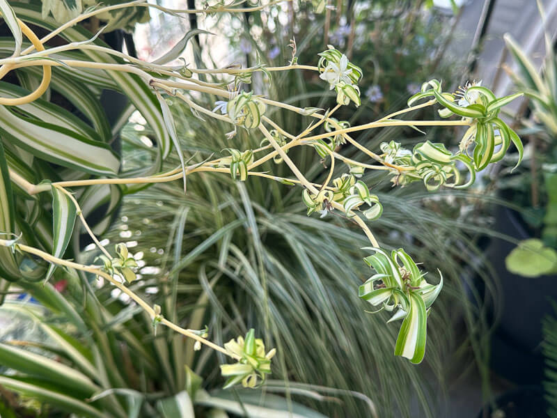 Chlorophytum comosum 'Bonnie' en été sur mon balcon, Paris 19e (75)