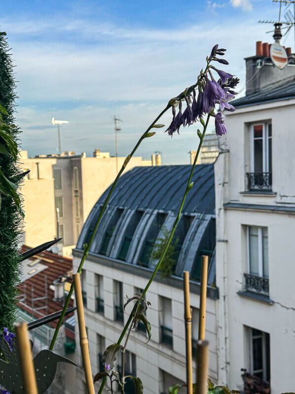Fleurs de l'Hosta 'Siberian Tiger' en été sur mon balcon, Paris 19e (75)