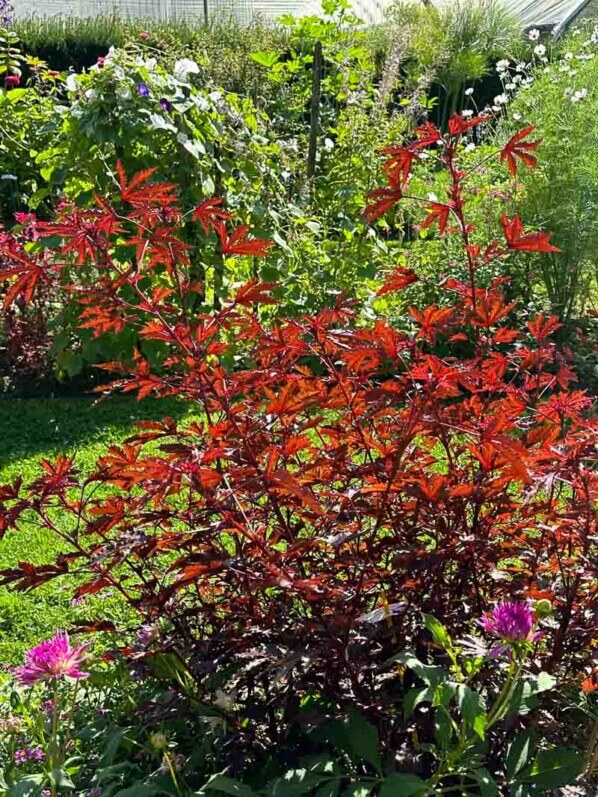 Hibiscus acetosella 'Mahagony Splendor', Malvacées, en été dans l'École Du Breuil, Paris 12e (75)