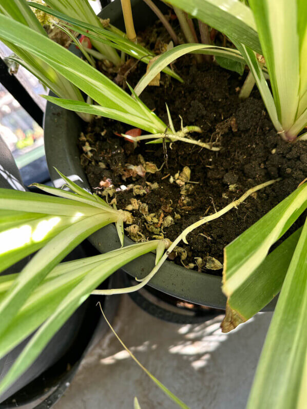 Iris du Japon panaché (Iris japonica ‘Variegata’), en automne sur mon balcon, Paris 19e (75)