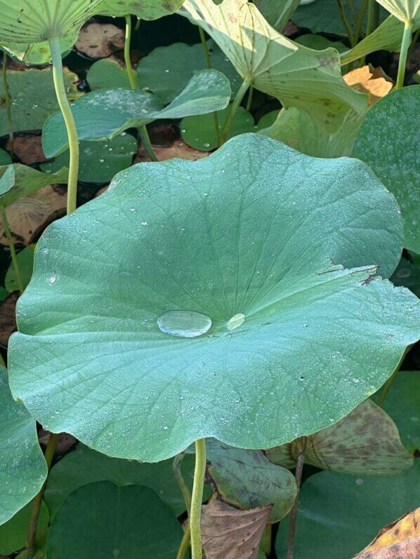 Gouttes d'eau sur les feuilles de lotus en fin d'été dans le parc floral, Paris 12e (75)