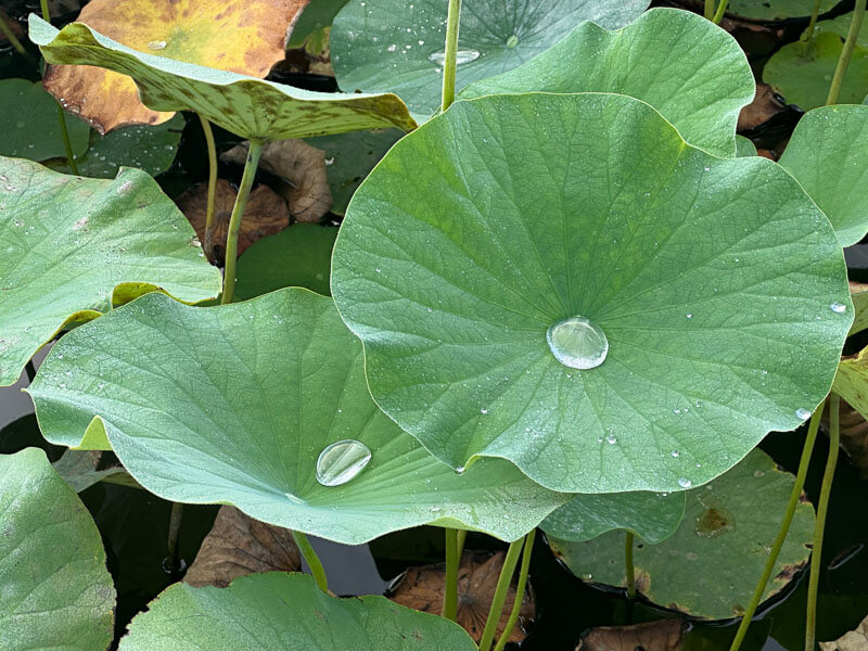 Gouttes d'eau sur les feuilles de lotus en fin d'été dans le parc floral, Paris 12e (75)