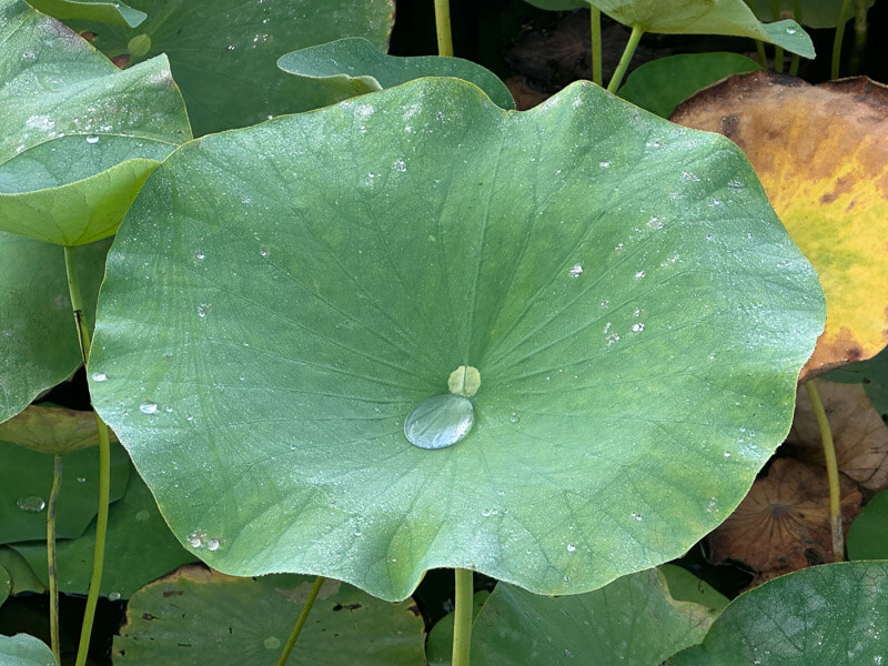 Gouttes d'eau sur les feuilles de lotus en fin d'été dans le parc floral, Paris 12e (75)
