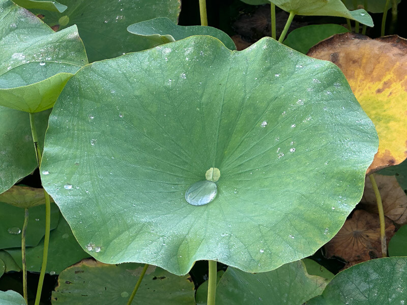 Lire la suite à propos de l’article Les grandes feuilles déperlantes des lotus