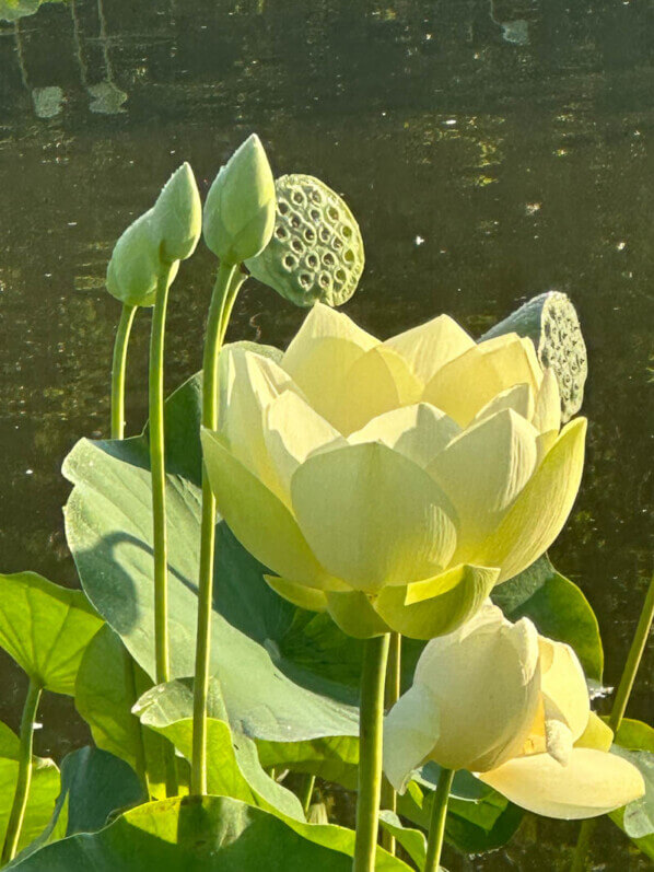 Lotus (Nelumbo nucifera) en fin d'été dans le parc floral, Paris 12e (75)