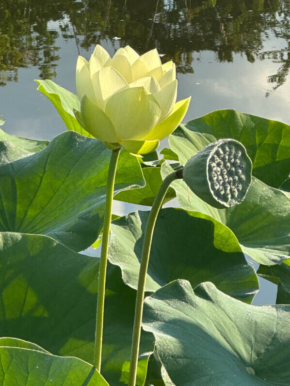 Lotus (Nelumbo nucifera) en fin d'été dans le parc floral, Paris 12e (75)
