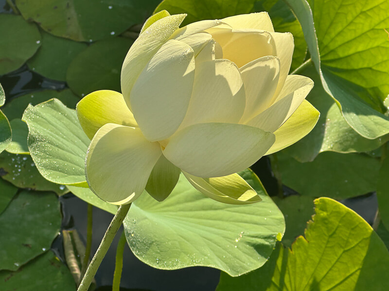 Lotus (Nelumbo nucifera) en fin d'été dans le parc floral, Paris 12e (75)