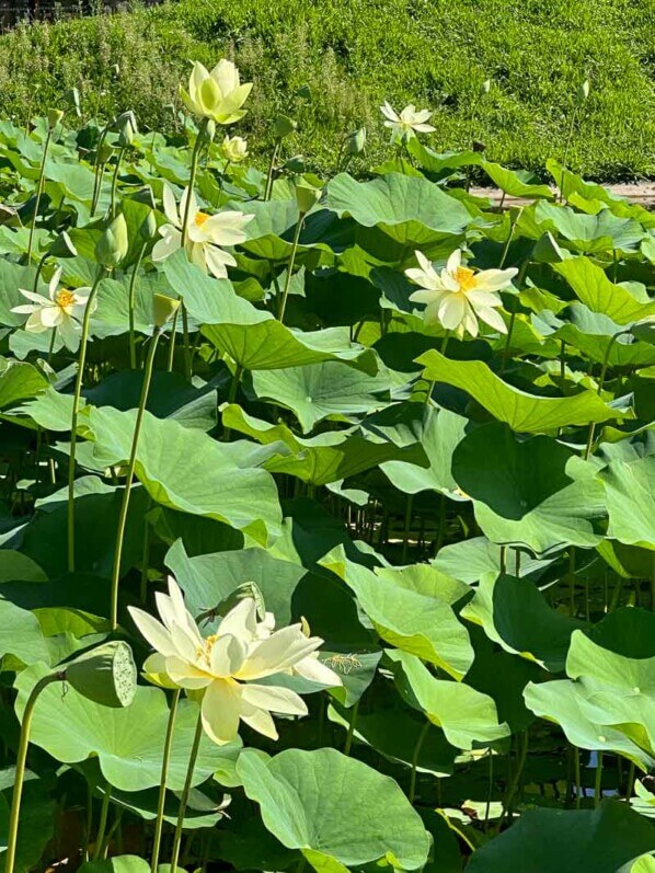 Lotus (Nelumbo nucifera) en fin d'été dans le parc floral, Paris 12e (75)