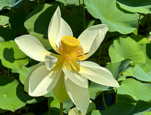 Les lotus du Parc floral de Paris